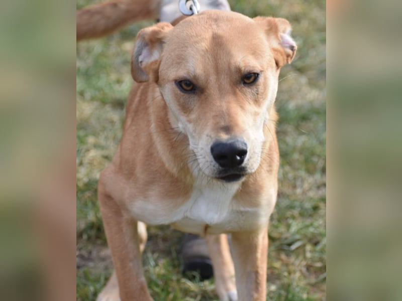 Verschmuste Hündin „Celine“, ca. 2023 geboren, verträglich, unkompliziert.