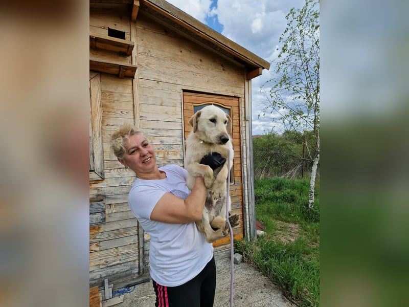 Lieber Junghundrüde FRANZ sucht ein Zuhause, ca. 04.2025 geboren, gut verträglich