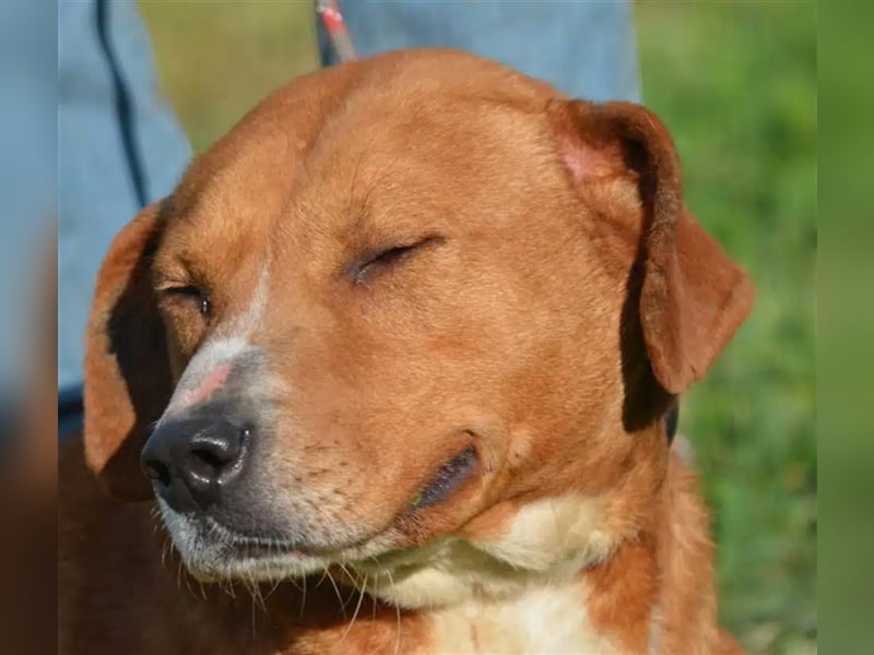 „Uwe“ ist ein Seelenhund. Er ist sehr sanft, ruhig, sehr anhänglich.Ca. 2018. geboren