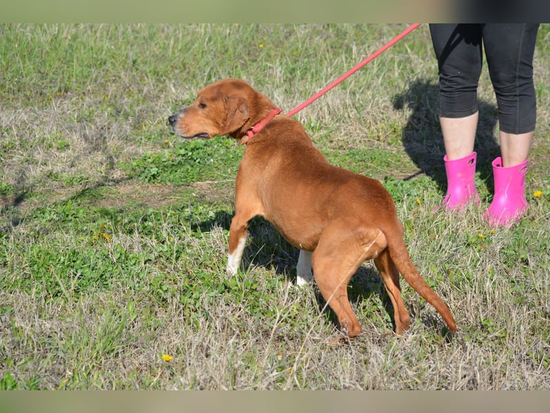 „Uwe“ ist ein Seelenhund. Er ist sehr sanft, ruhig, sehr anhänglich.Ca. 2018. geboren