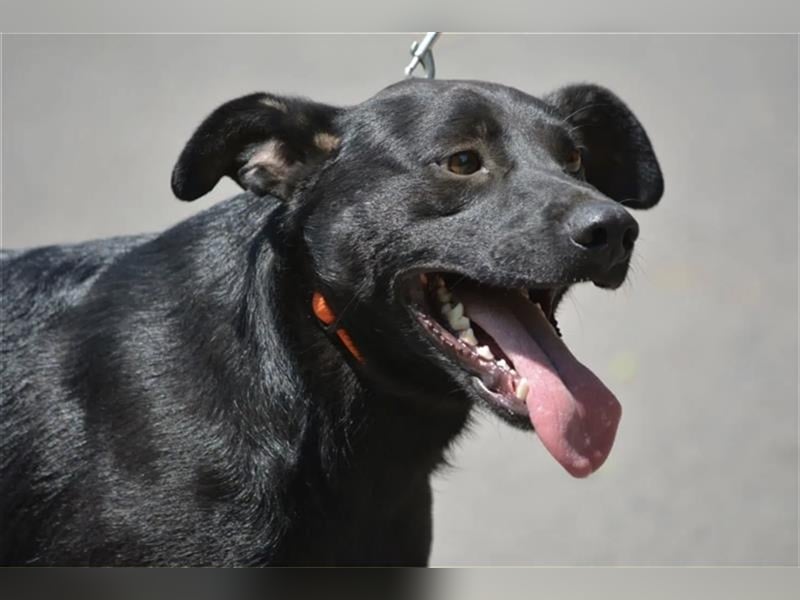 Mike - Lieber Labrador-Viszla Rüde, geb. ca. 2021, gut verträglich, aufmerksam