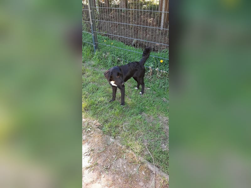 Kaya, eine verschmuste Labrador-Mix Hündin sucht liebevolles Zuhause