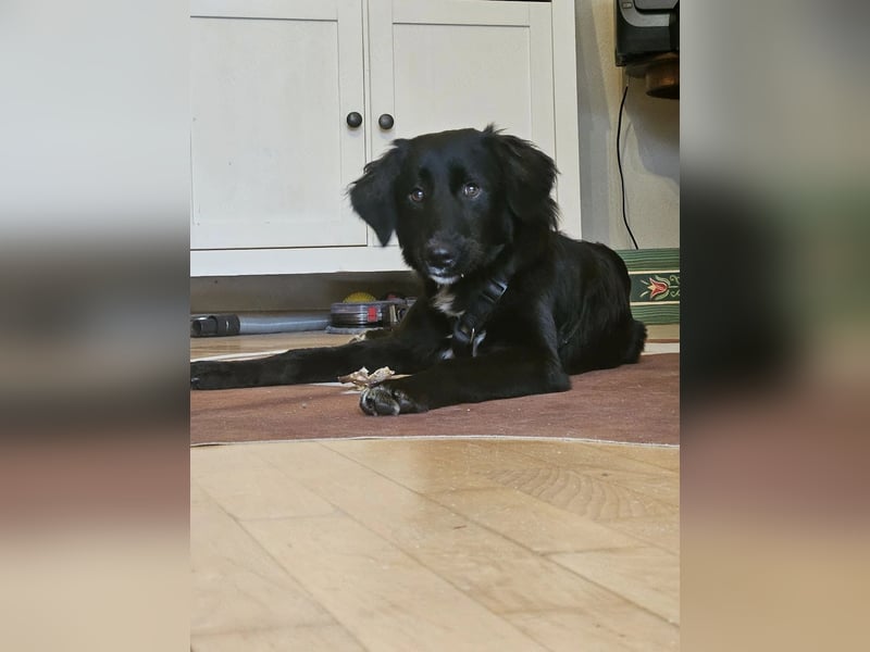 Kaya, eine verschmuste Labrador-Mix Hündin sucht liebevolles Zuhause