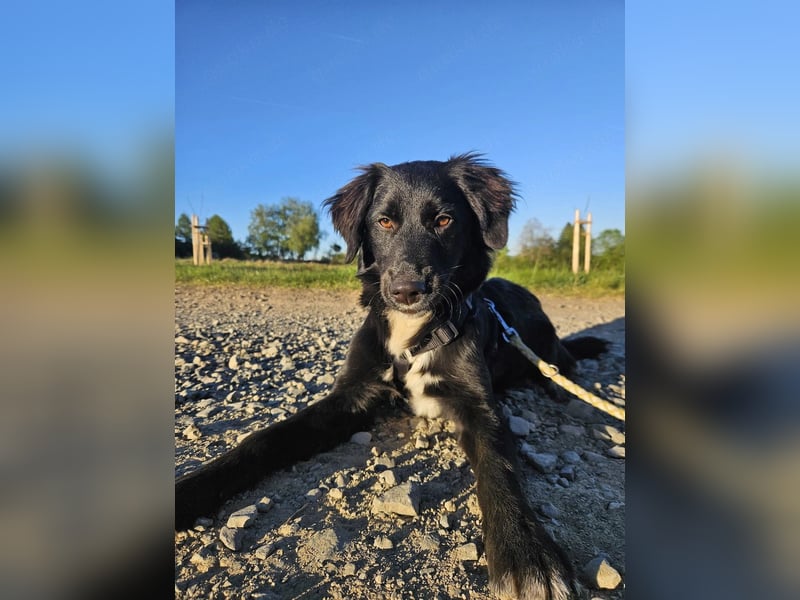 Kaya, eine verschmuste Labrador-Mix Hündin sucht liebevolles Zuhause