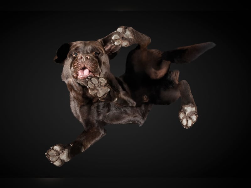 Labrador Deckrüde mit LCD-Zulassung, reinerbig chocolate, NRW