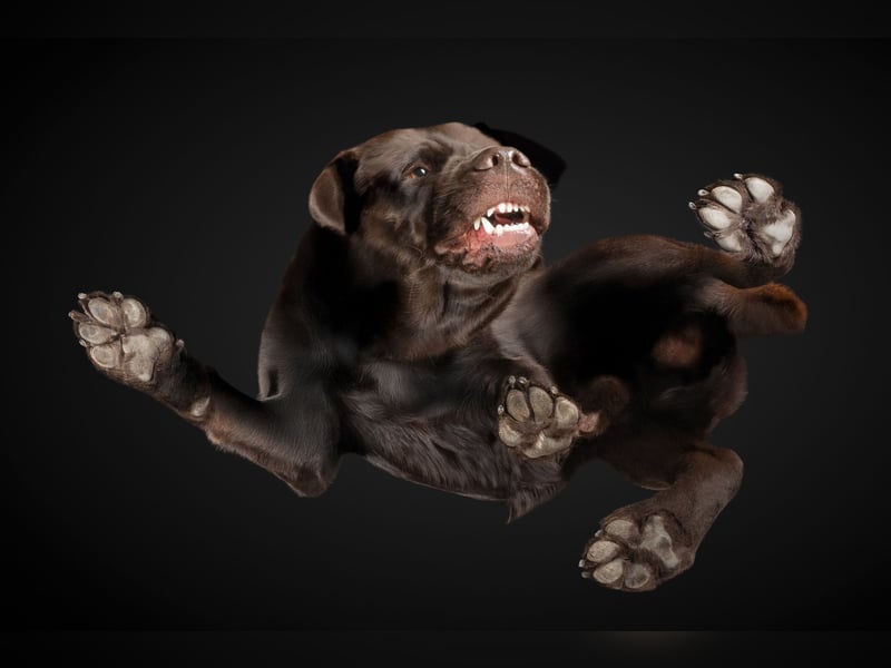 Labrador Deckrüde mit LCD-Zulassung, reinerbig chocolate, NRW