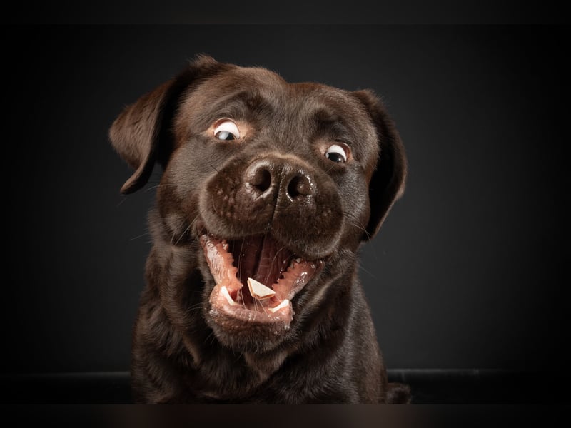 Labrador Deckrüde mit LCD-Zulassung, reinerbig chocolate, NRW