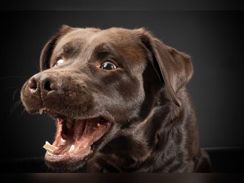 Labrador Deckrüde mit LCD-Zulassung, reinerbig chocolate, NRW