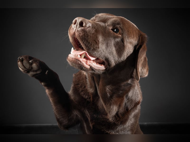 Labrador Deckrüde mit LCD-Zulassung, reinerbig chocolate, NRW