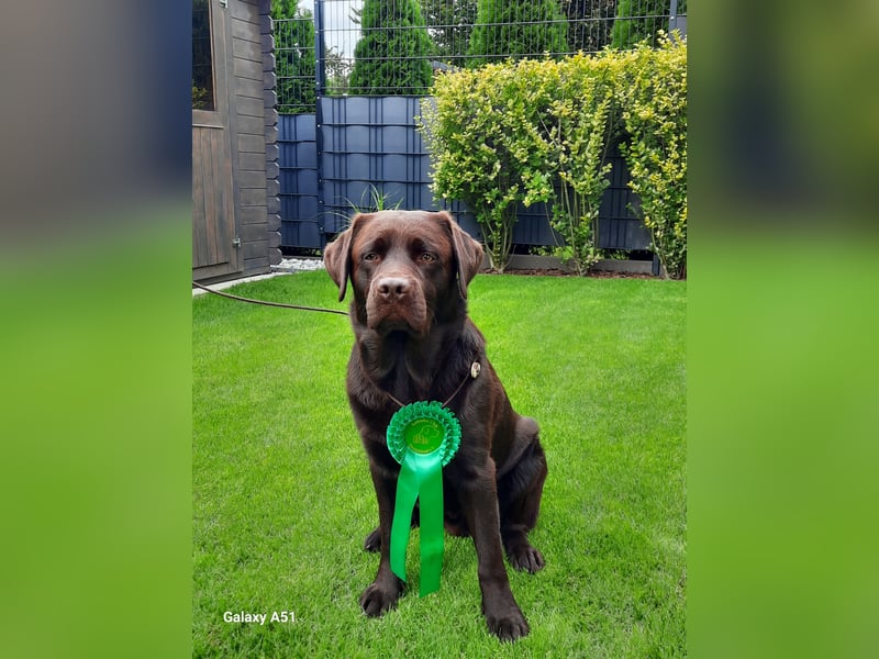 Labrador Deckrüde mit LCD-Zulassung, reinerbig chocolate, NRW