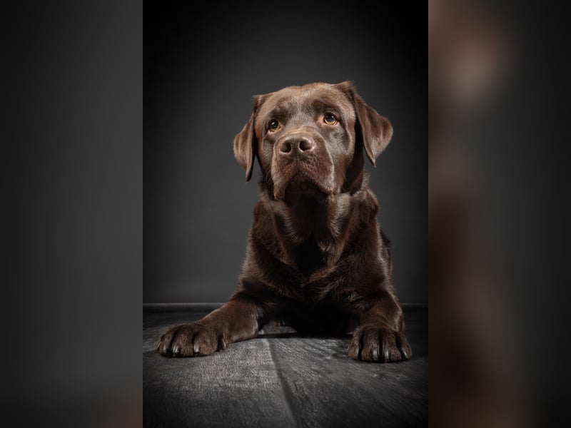 Labrador Deckrüde mit LCD-Zulassung, reinerbig chocolate, NRW