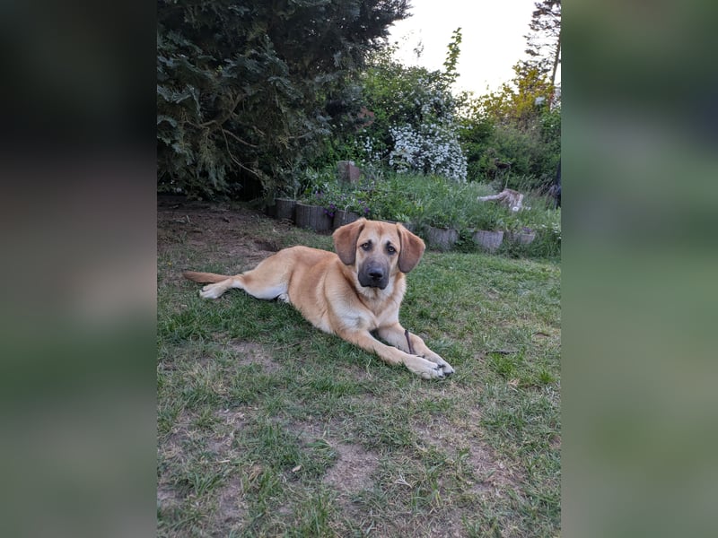 Labrador Mix Labrador Mix