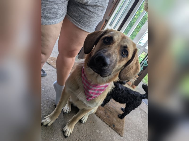 Labrador Mix Labrador Mix