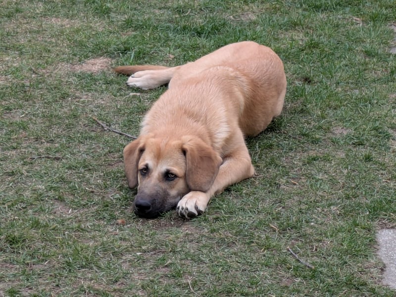 Labrador Mix Labrador Mix