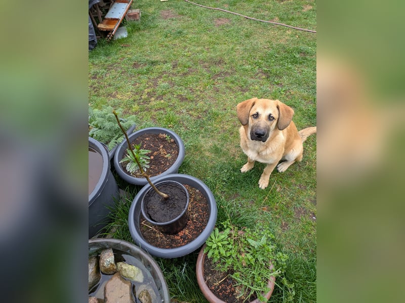 Labrador Mix Labrador Mix