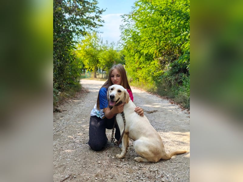 Lyra - freundliche Labradorhündin, bereit für ihre 2. Chance