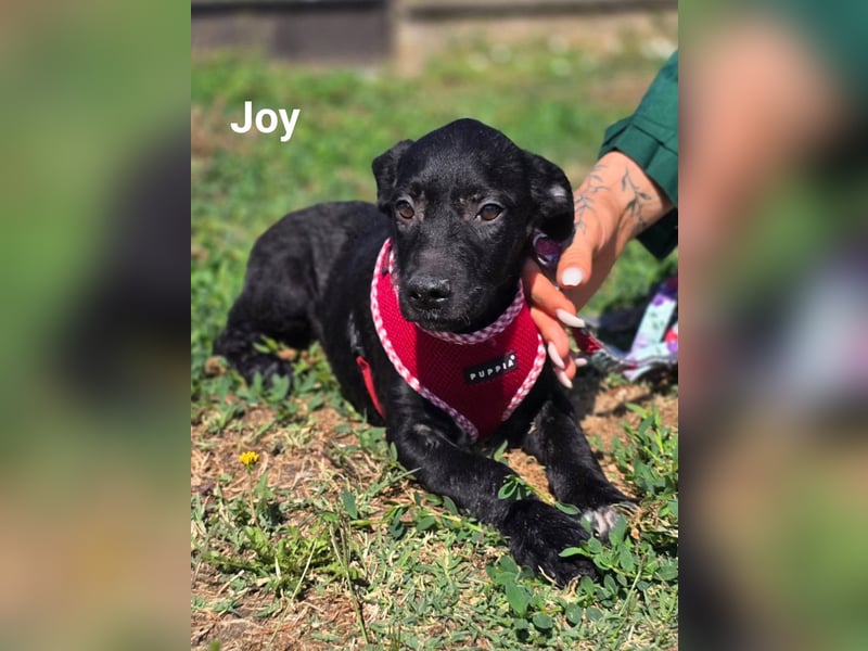 Joy, junges Hundemädchen sucht ein liebevolles Zuhause Joy, junges Hundemädchen sucht ein liebevolles Zuhause