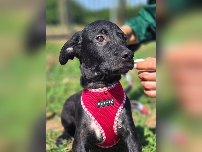 Joy, junges Hundemädchen sucht ein liebevolles Zuhause Joy, junges Hundemädchen sucht ein liebevolles Zuhause