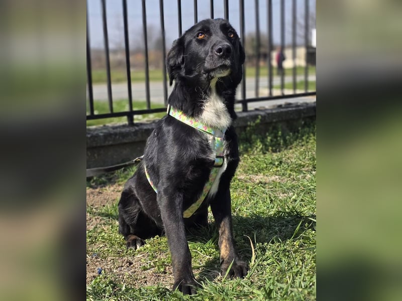 Hugo, superfreundlicher Labbimix