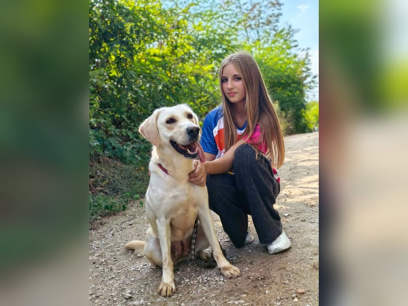 Lyra - freundliche Labradorhündin, bereit für ihre 2. Chance