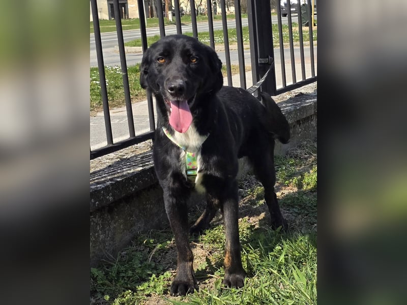 Hugo, superfreundlicher Labbimix