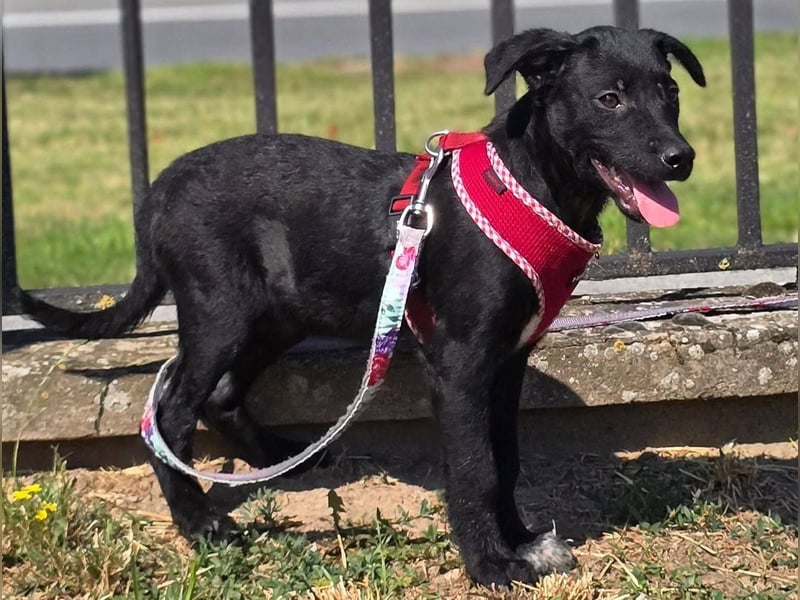 Joy, junges Hundemädchen sucht ein liebevolles Zuhause Joy, junges Hundemädchen sucht ein liebevolles Zuhause