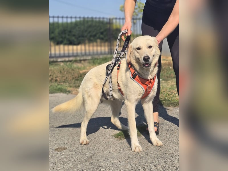 Bentley, junger Traumlabrador