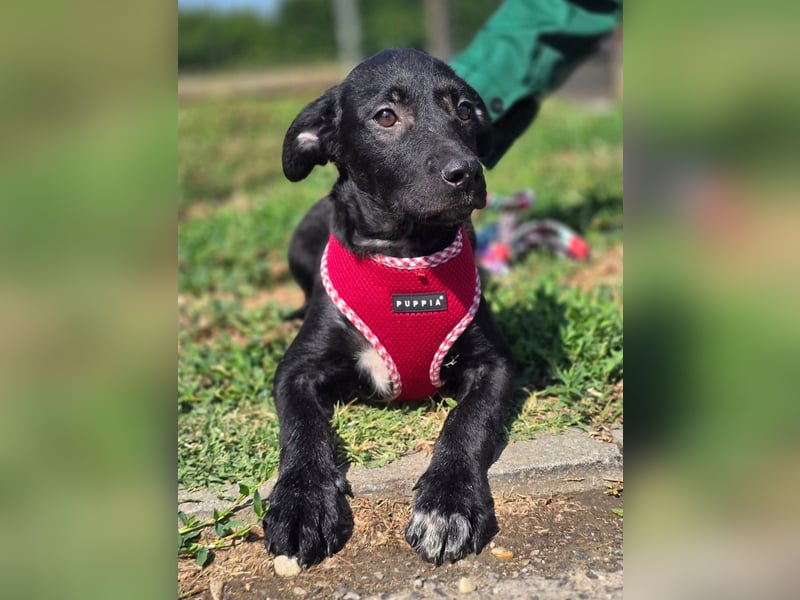 Joy, junges Hundemädchen sucht ein liebevolles Zuhause Joy, junges Hundemädchen sucht ein liebevolles Zuhause