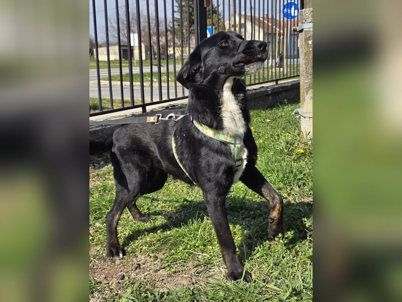 Hugo, superfreundlicher Labbimix