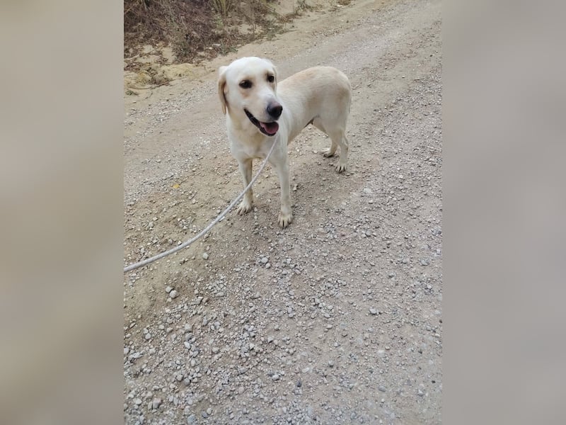 Lyra - freundliche Labradorhündin, bereit für ihre 2. Chance