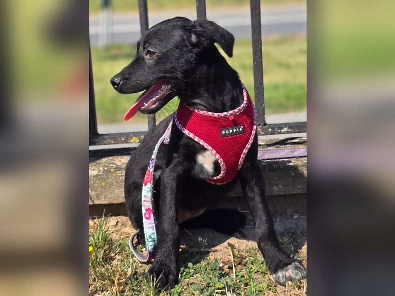 Joy, junges Hundemädchen sucht ein liebevolles Zuhause Joy, junges Hundemädchen sucht ein liebevolles Zuhause