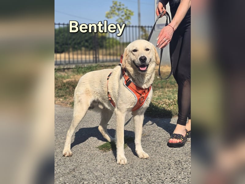 Bentley, junger Traumlabrador
