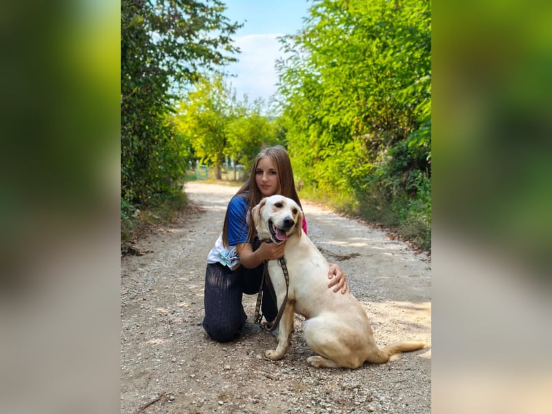 Lyra - freundliche Labradorhündin, bereit für ihre 2. Chance