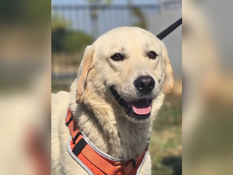 Bentley, junger Traumlabrador