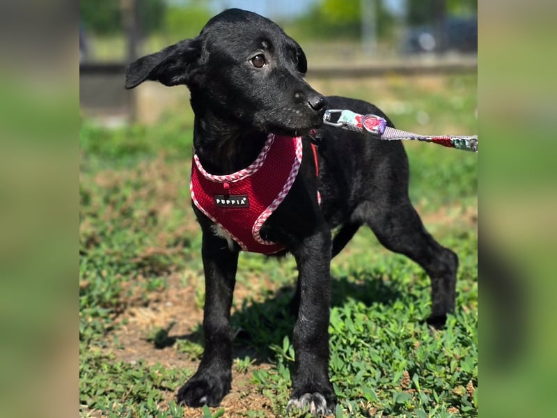 Joy, junges Hundemädchen sucht ein liebevolles Zuhause Joy, junges Hundemädchen sucht ein liebevolles Zuhause