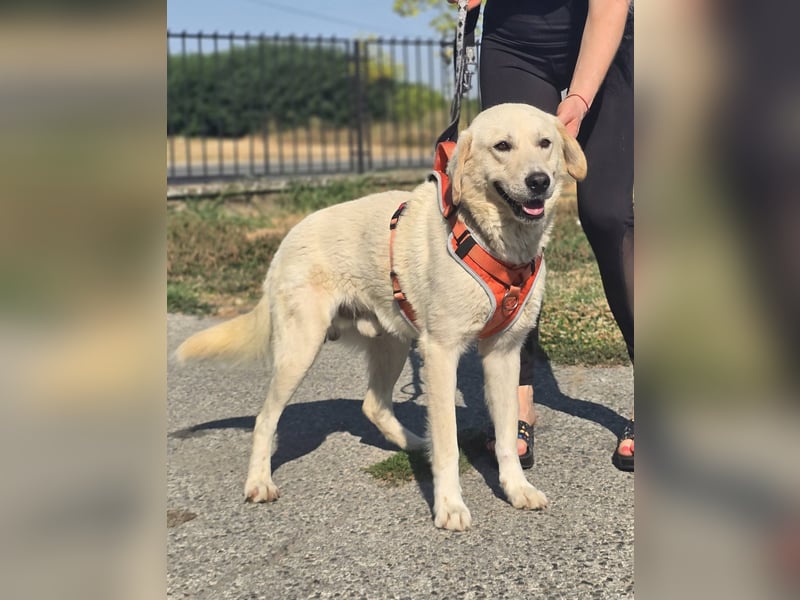 Bentley, junger Traumlabrador