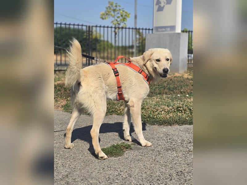 Bentley, junger Traumlabrador