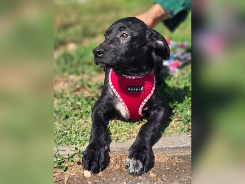 Joy, junges Hundemädchen sucht ein liebevolles Zuhause Joy, junges Hundemädchen sucht ein liebevolles Zuhause