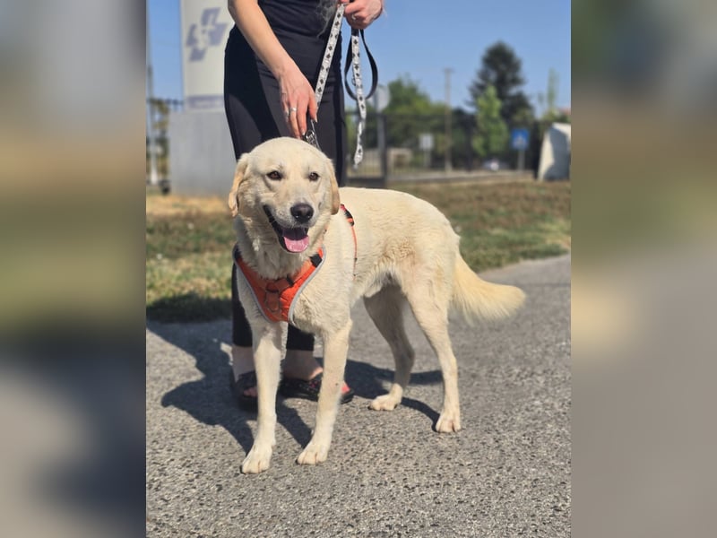 Bentley, junger Traumlabrador