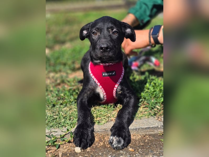 Joy, junges Hundemädchen sucht ein liebevolles Zuhause Joy, junges Hundemädchen sucht ein liebevolles Zuhause