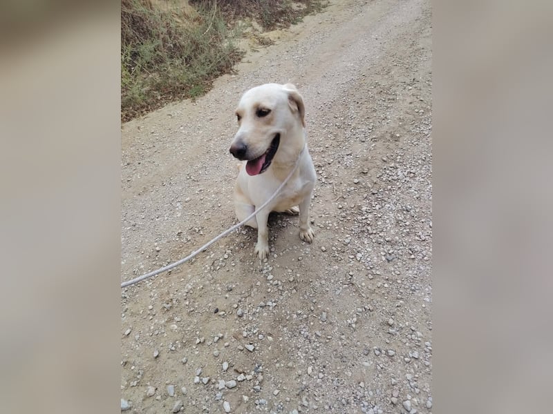 Lyra - freundliche Labradorhündin, bereit für ihre 2. Chance
