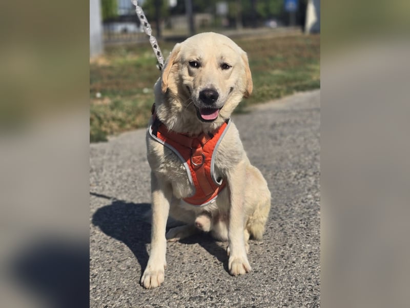 Bentley, junger Traumlabrador