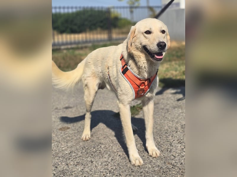 Bentley, junger Traumlabrador