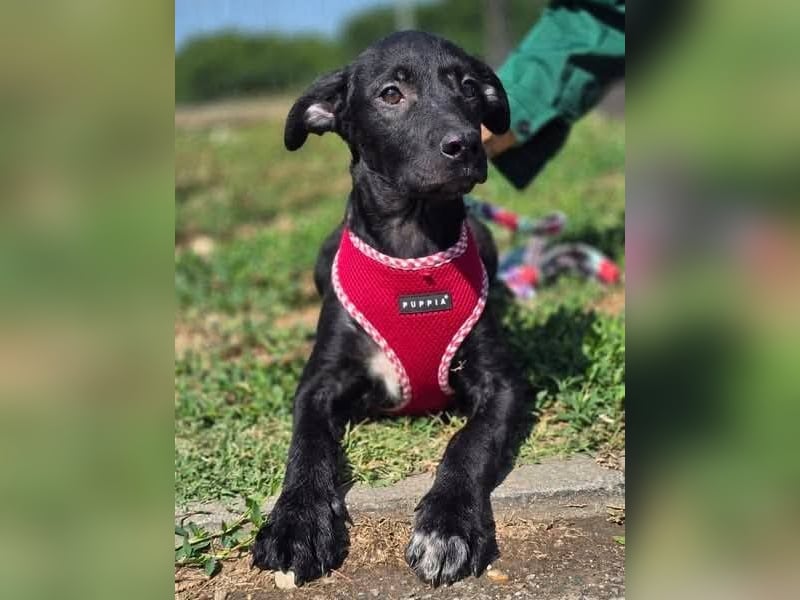 Joy, junges Hundemädchen sucht ein liebevolles Zuhause Joy, junges Hundemädchen sucht ein liebevolles Zuhause