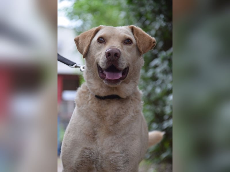 Frodo - freundlicher, liebenswerter Rüde mit zarter Seele