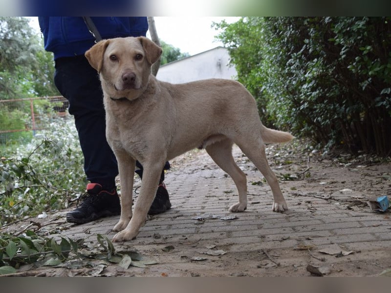 Frodo - freundlicher, liebenswerter Rüde mit zarter Seele