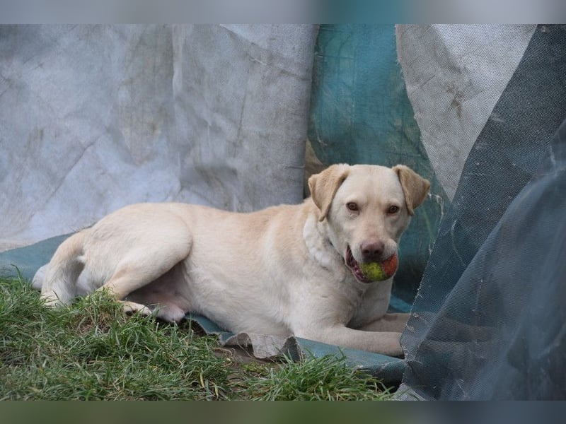 Frodo - freundlicher, liebenswerter Rüde mit zarter Seele