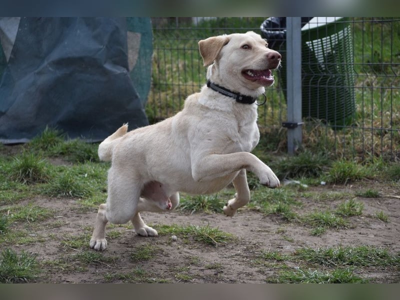 Frodo - freundlicher, liebenswerter Rüde mit zarter Seele