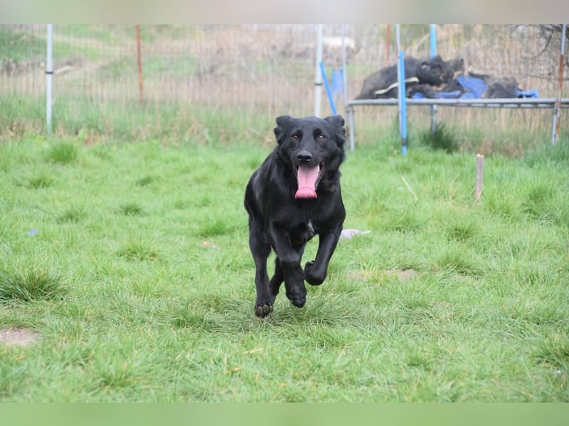 Sam - auf PS in 45768 Marl - fröhlicher, agiler Junghund der es liebt die Welt zu erkunden