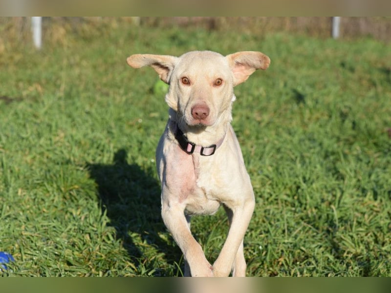 Frodo - freundlicher, liebenswerter Rüde mit zarter Seele